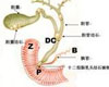 胆囊炎症状