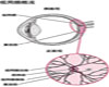 黄斑变性常识