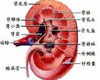 系统红斑狼疮病因