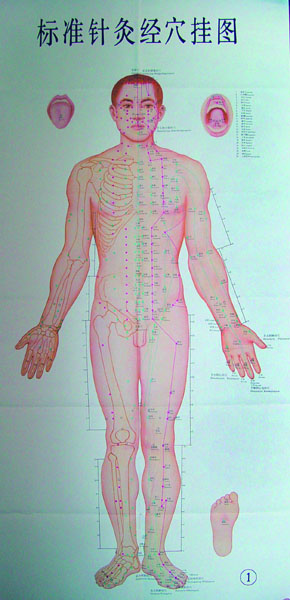 标准针灸经穴挂图