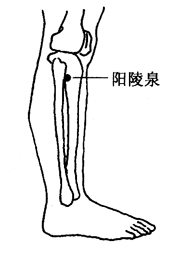 图2-6-1阳陵泉