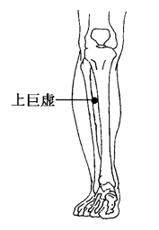 图2-13-1上巨虚