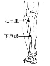 图2-13-2足三里、下巨虚