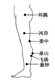 图2-23-3环跳、风市、委中、承山、飞扬、悬钟