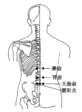 图3-7-2脾俞、肾俞、大肠俞、腰阳关