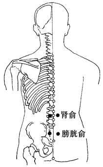 图4-4-1肾俞、膀胱俞