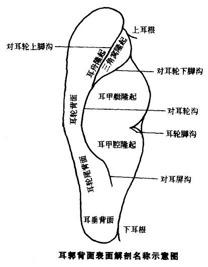 耳郭背面标准耳穴定位示意图