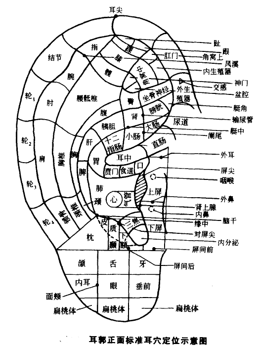 耳郭正面标准耳穴定位示意图