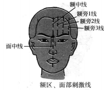 额区、面部刺激线
