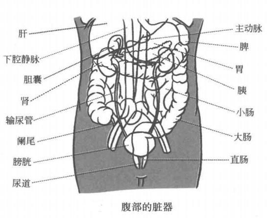 腹部的脏器